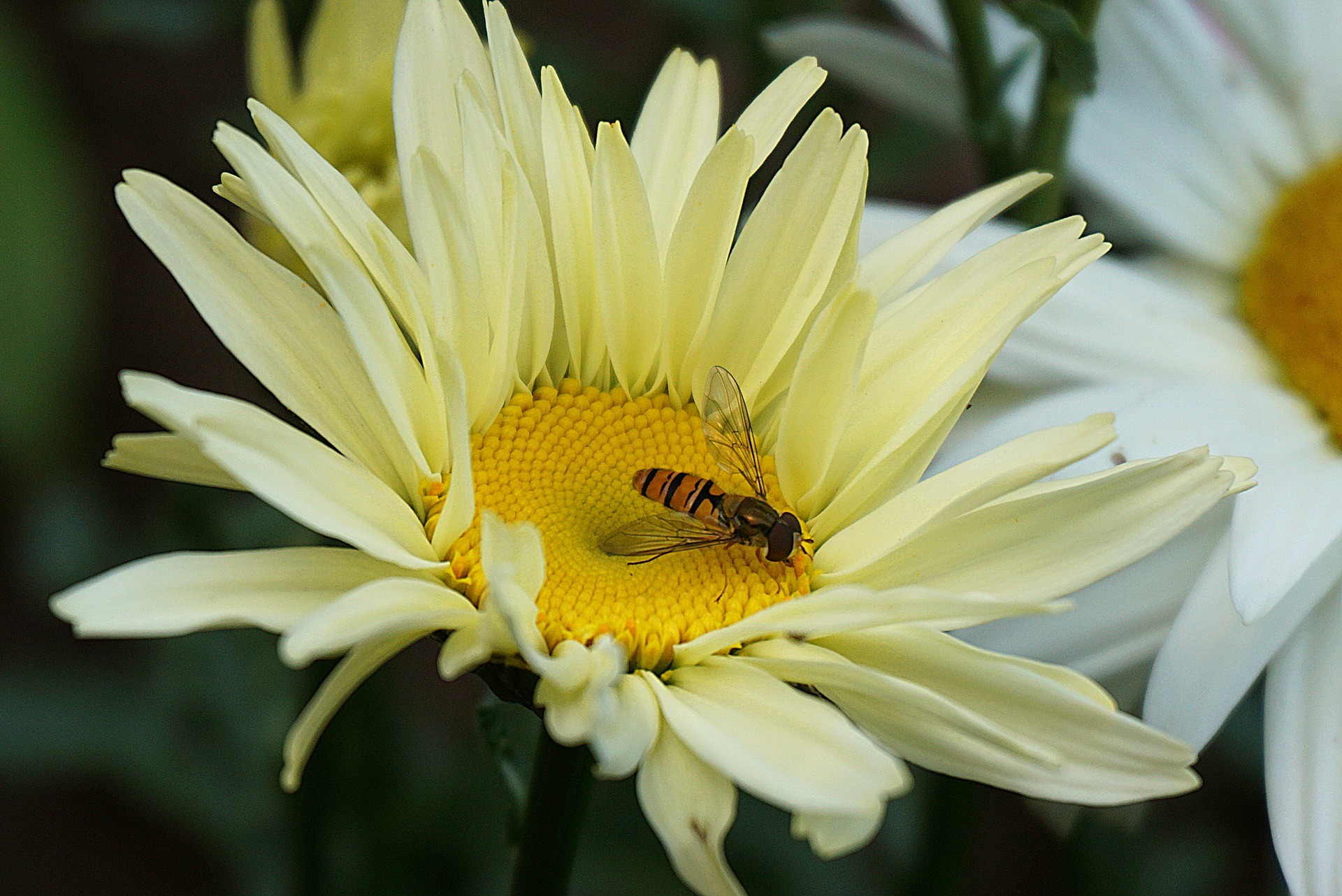 Pyrethrum 101: All There is to know