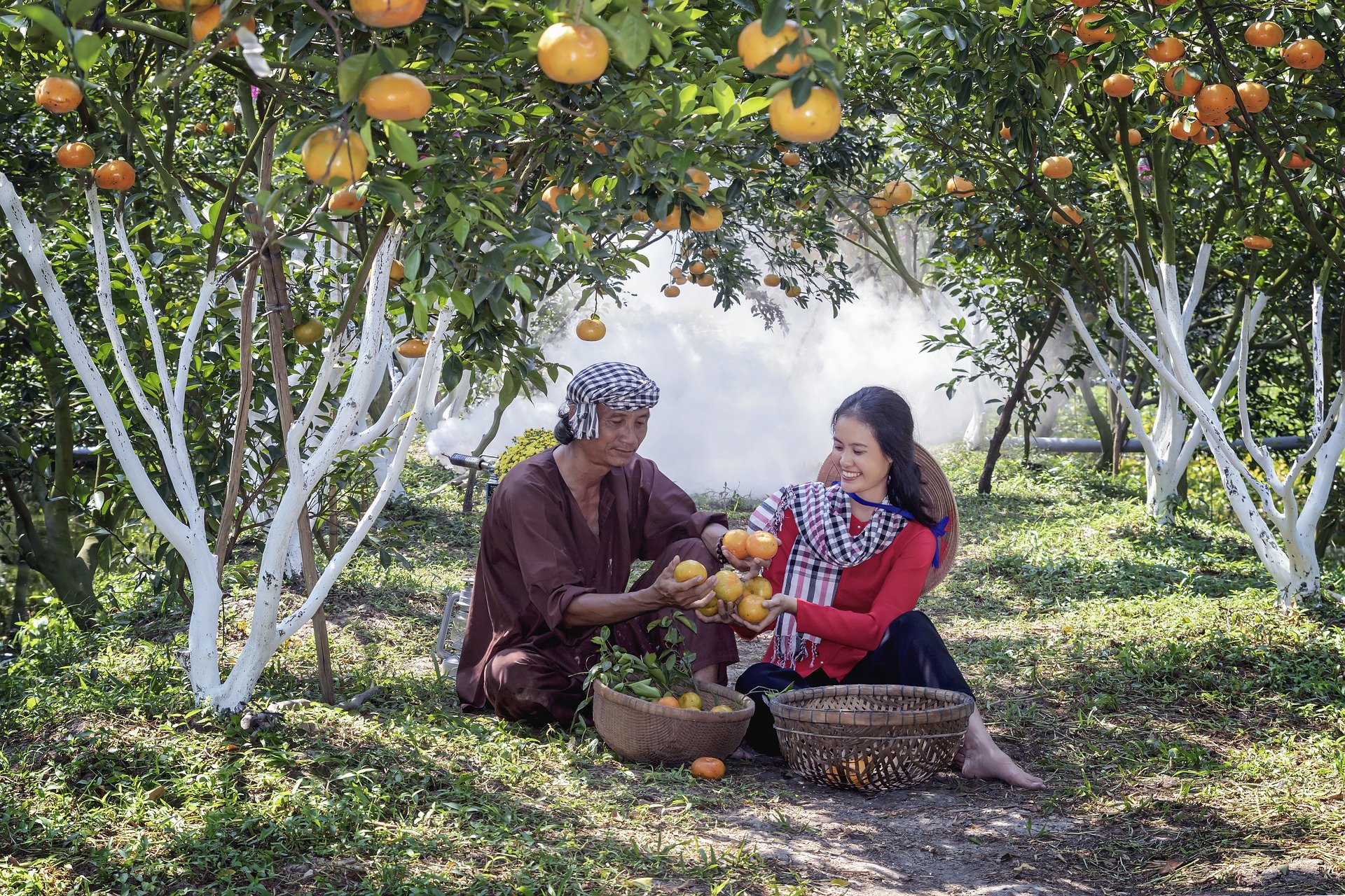 Fruit Gardening for Beginners: All There is to know