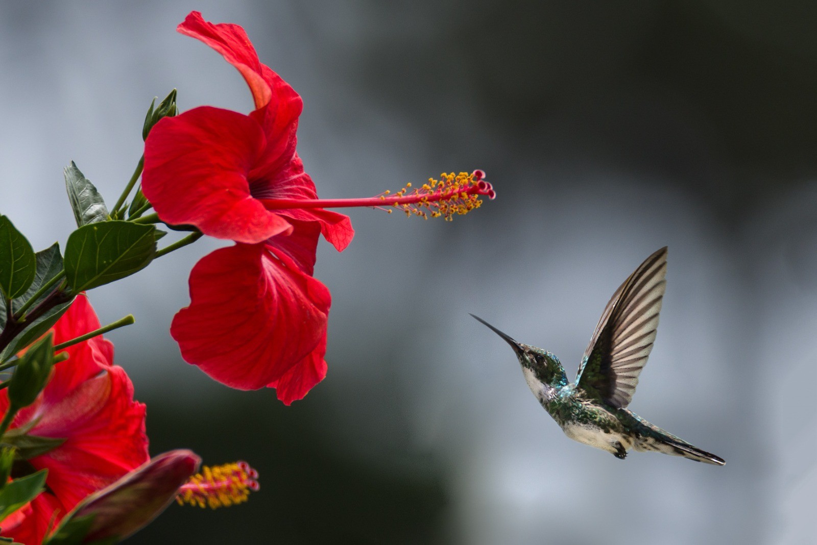 How to Grow Hibiscus in Your Garden