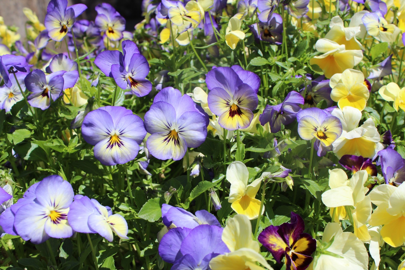 How to Grow Pansy in Your Garden?