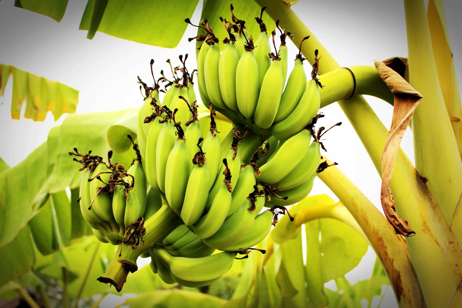 How to plant bananas in your garden