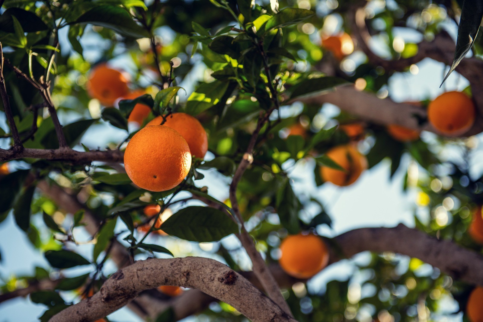 How to Grow Oranges in Your Garden