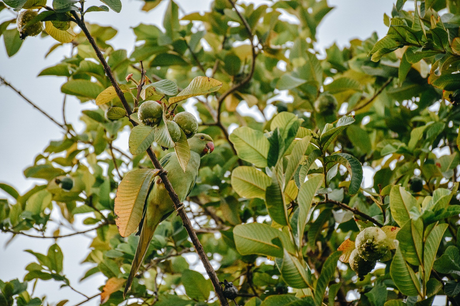 How to grow Guavas in your garden