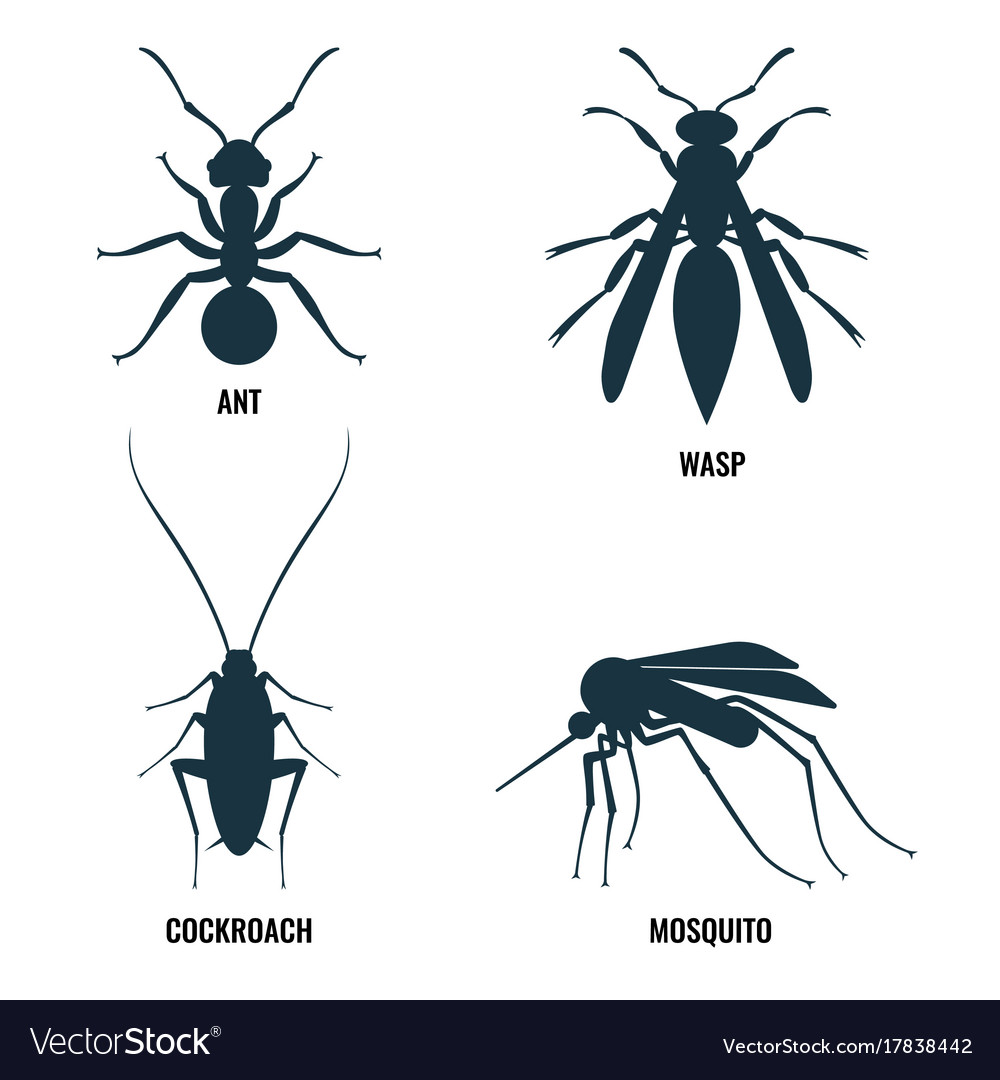 Effective Insecticide Solutions: How to Eliminate Mosquitoes and Cockroaches from Your Home