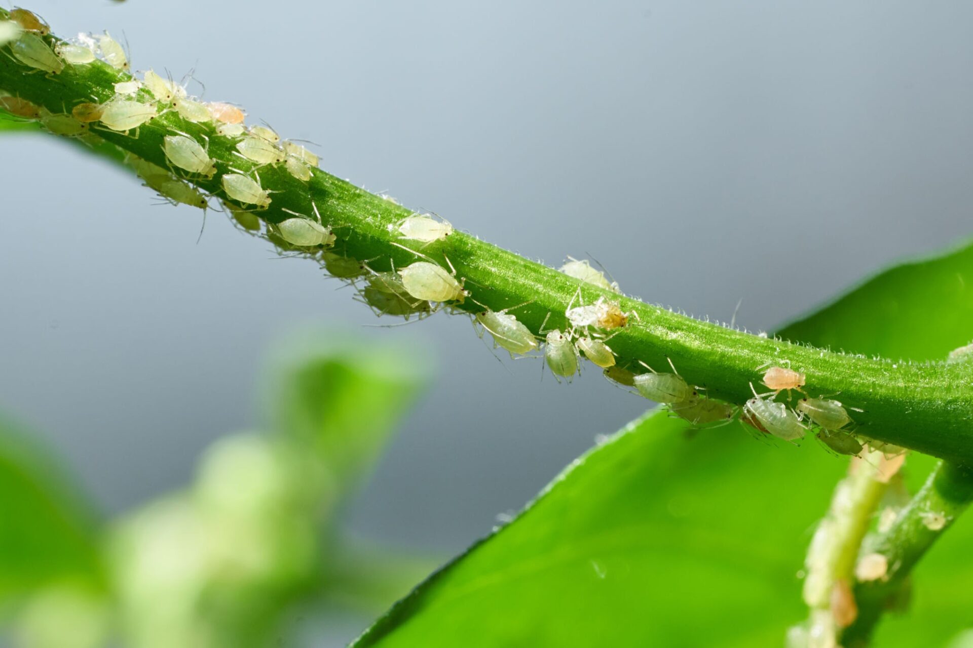 Effective Ways to Remove Aphids and Maintain Healthy Plants